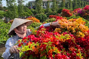 Người dân làng hoa giấy Lân Đông, xã Phú Sơn chăm sóc hoa giấy chuẩn bị bán dịp Tết.