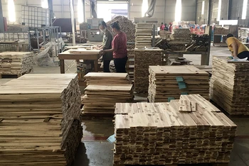 Sản xuất gỗ rừng trồng xuất khẩu tại Công ty TNHH Hoàng Minh (Bình Dương).