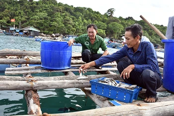 Nuôi cá lồng bè ở xã đảo Thổ Châu, thành phố Phú Quốc. (Ảnh: QUỐC TRINH)