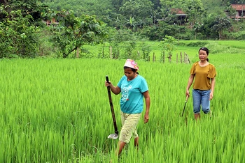 Phụ nữ Đan Lai ở bản tái định cư Thạch Sơn, xã Thạch Ngàn, huyện Con Cuông (Nghệ An) đi thăm đồng.