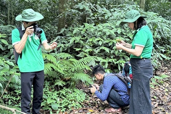 Các chuyên gia khảo sát, thu thập mẫu các loại cây thuốc tại Vườn quốc gia Cúc Phương.