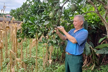 Thương binh Triệu Quốc Tài (xóm Dẻ Đoóng, xã Hồng Việt, huyện Hòa An) chăm sóc vườn cây ăn quả của gia đình.