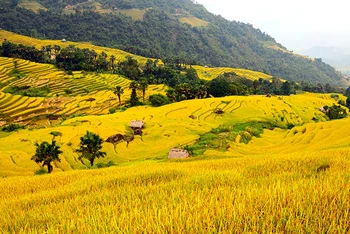 Ruộng bậc thang ở thôn Lùng Vài, xã Phương Độ, thành phố Hà Giang. (Ảnh Lê Na)