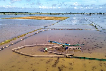 Cánh đồng biên giới Bình Hòa Hạ, xã Thường Lạc, huyện Hồng Ngự, tỉnh Đồng Tháp, nước chỉ mới tràn đồng.