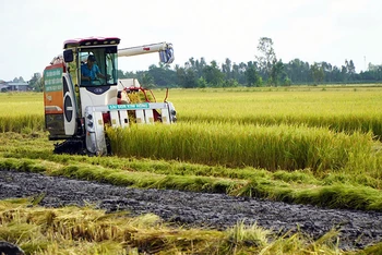 Thu hoạch lúa tại Hợp tác xã Dịch vụ nông nghiệp Thắng Lợi, xã Láng Biển, huyện Tháp Mười, tỉnh Đồng Tháp. (Ảnh HỮU NGHĨA)