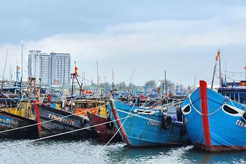 Tàu thuyền về neo đậu tránh trú bão tại âu thuyền Thọ Quang, thành phố Đà Nẵng. (Ảnh MINH TRANG)