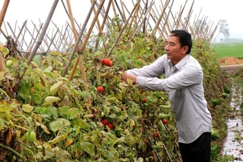 Quỹ hỗ trợ nông dân đã giúp gia đình ông Nguyễn Văn Khang, xã Việt Đoàn, huyện Tiên Du, tỉnh Bắc Ninh có vốn để sản xuất, phát triển kinh tế.
