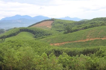 Bạt ngàn rừng keo ở vùng tả ngạn sông Lam. (Ảnh: BÁ HẬU)