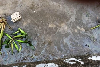 Hình ảnh dầu loang lổ tại khu vực kè cồn Đen (xã Thái Đô, huyện Thái Thụy, tỉnh Thái Bình) sau sự cố chìm tàu chở dầu ngày 8/9/2022. (Hình ảnh cắt từ clip của cán bộ đồn Biên phòng 68 cung cấp).