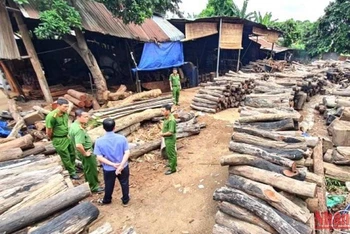 Bãi tập kết trái phép hơn 60m3 gỗ quý ngay giữa trung tâm thành phố Buôn Ma Thuột vừa bị Công an thành phố phát hiện.
