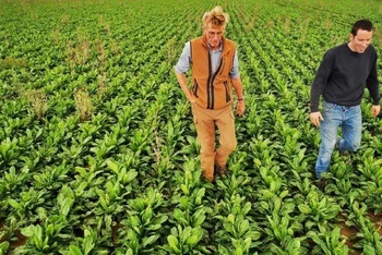 Emmanuel Lefebvre và Christophe Mazingarbe thăm cánh đồng trồng rau diếp của mình. (Ảnh: REUTERS)
