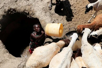 Tina Ekiro tìm nguồn nước cho cừu từ một giếng nước được đào trên đáy sông khô ở làng Loyoro, thị trấn Kalokol, hạt Turkana, Kenya, ngày 28/9. (Ảnh: REUTERS). 