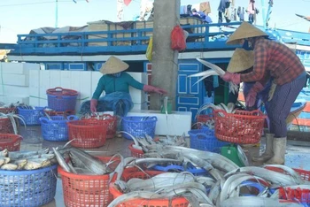 Thu mua cá tại cảng cá Tịnh Kỳ, thành phố Quảng Ngãi.