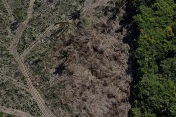 Một khoảnh rừng nhiệt đới Amazon ở Manaus bị chặt phá, bang Amazonas, Brazil ngày 8/7/2022. (Ảnh: REUTERS)