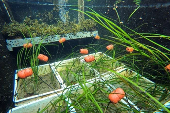 Bể nuôi cấy cỏ biển tại Trung tâm Nghiên cứu Đại dương Geomar Helmholtz ở Kiel, Đức. (Ảnh: REUTERS)