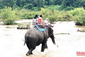 Dự án do tổ chức AAF tài trợ sẽ góp phần đẩy nhanh việc chuyển đổi mô hình du lịch cưỡi voi sang mô hình du lịch thân thiện với voi trên địa bàn tỉnh Đắk Lắk.
