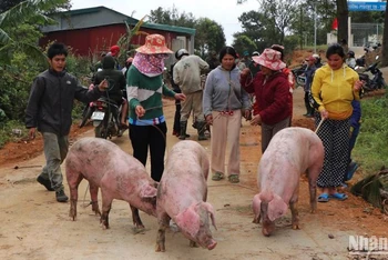 Bà con dân tộc thiểu số huyện Tu Mơ Rông vui mừng nhận lợn để ăn Tết Nguyên đán 2023.
