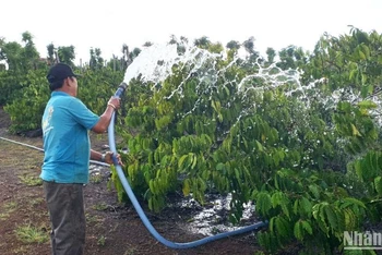 Sau những ngày đón Tết, vui Xuân Quý Mão 2023, ngày 29/1 (tức mồng 8 Tết), người trồng cà-phê ở Đắk Lắk cũng như các tỉnh Tây Nguyên lại hối hả ra đồng tưới nước đợt 2 cho vườn cà-phê.