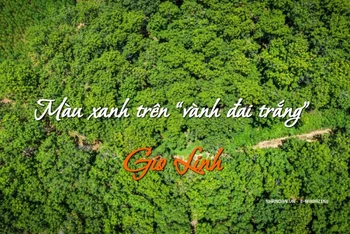 Màu xanh trên “vành đai trắng” Gio Linh