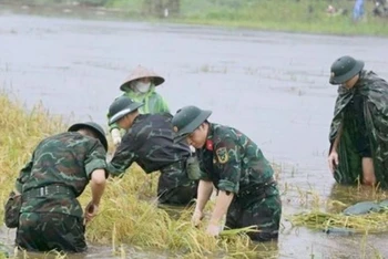 Cán bộ, học viên Trường Quân sự Bộ Tư lệnh Thủ đô Hà Nội giúp nhân dân thu hoạch lúa.