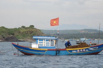 Khu vực ven biển huyện Bình Sơn (Quảng Ngãi) là nơi có vùng rong mơ tự nhiên tương đối phong phú.