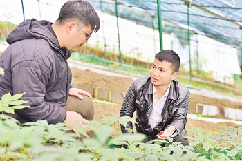 Trần Cao Nguyên (bên phải) chia sẻ cách trồng sâm Ngọc Linh theo công nghệ mới.