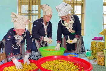Chế biến trà hoa vàng tại Hợp tác xã nông lâm Nghĩa Tá, huyện Chợ Đồn, Bắc Kạn. (Ảnh KHÁNH LY)