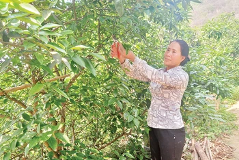 Nông dân Nguyễn Hồng Minh, phường Sông Bằng, thành phố Cao Bằng (Cao Bằng) chăm sóc cây bưởi da xanh tại trang trại của gia đình. 