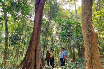 Rừng tự nhiên ở thôn Đông Thành, xã Nam Trạch, huyện Bố Trạch (Quảng Bình) được giữ gìn phát triển tốt.