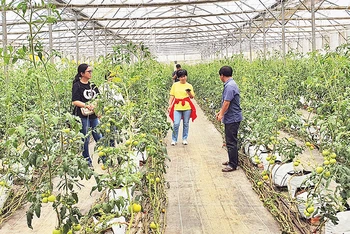 Du khách trải nghiệm du lịch nông nghiệp công nghệ cao tại Măng Đen.
