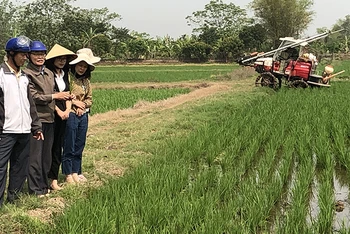 Nông dân tỉnh Thái Bình áp dụng cơ giới hóa vào sản xuất lúa.