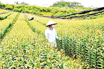 Trang trại trồng hoa ly Dương Hà, rộng hơn 4 ha ở phường Ô Quý Hồ, thị xã Sa Pa (Lào Cai). 