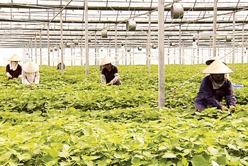  Mô hình nông nghiệp tuần hoàn của Công ty TNHH Nông nghiệp công nghệ cao Hồ Gươm (huyện Lương Tài).