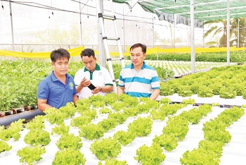 Nông dân tham quan, học tập kỹ thuật trồng rau thủy canh trong nhà màng khép kín của anh Nguyễn Ngọc Phi, khu phố 15, thị trấn Phước Dân, huyện Ninh Phước (Ninh Thuận).