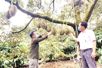 Đắk Lắk hiện là địa phương có diện tích trồng sầu riêng lớn nhất cả nước.