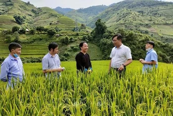 Lãnh đạo huyện Mù Cang Chải tìm hiểu tình hình sản xuất lúa trên địa bàn. (Ảnh ĐỨC TUÂN)