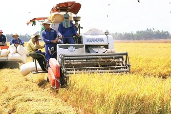 Cánh đồng lúa gạo đặc sản của Hợp tác xã nông nghiệp Buôn Choáh.