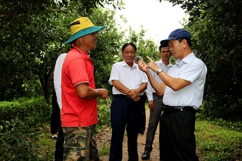 Đồng chí Dương Văn Trang (người ngoài cùng bên phải) thăm mô hình trồng cây mắc-ca tại huyện Kon Rẫy. 