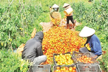 Sản phẩm cà chua hữu cơ của Hợp tác xã Nông nghiệp công nghệ cao Đắk Ha.