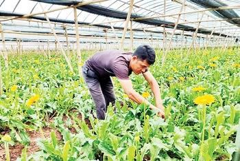 Anh Bùi Văn Khá chăm sóc cây hoa trong trang trại.