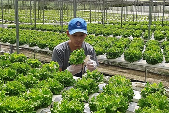 Sản xuất rau an toàn theo hướng công nghệ cao tại huyện Củ Chi, Thành phố Hồ Chí Minh.