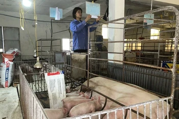 Chăm sóc đàn lợn tại Hợp tác xã Hoàng Long (huyện Thanh Oai, Hà Nội).