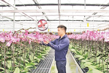 Ứng dụng công nghệ cao trong sản xuất hoa lan ở huyện Văn Giang, tỉnh Hưng Yên.