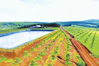 Một vùng trồng sầu riêng hữu cơ tại huyện Bù Đăng, tỉnh Bình Phước.