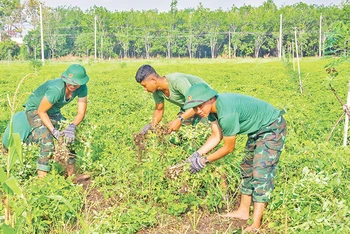 Cán bộ, chiến sĩ lực lượng vũ trang tỉnh Tây Ninh giúp người dân thu hoạch nông sản.