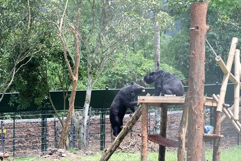 Các cá thể gấu sinh sống tại Trung tâm Cứu hộ gấu Việt Nam. (Ảnh MỸ HÀ)