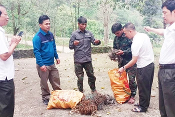 Lực lượng nhận khoán bảo vệ rừng tham gia tháo gỡ bẫy động vật hoang dã tại Khu bảo tồn thiên nhiên Đakrông.