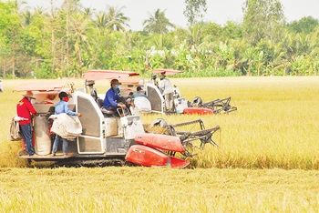 Thu hoạch lúa tại xã Hậu Mỹ Trinh, huyện Cái Bè, tỉnh Tiền Giang. (Ảnh NGUYỄN SỰ)