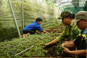 Vườn ươm bảo tồn giống sâm Ngọc Linh của tỉnh Quảng Nam. (Ảnh QUANG THỌ)