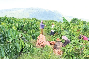 Người dân xã Đăk Krong, huyện Đăk Đoa vào cao điểm mùa thu hoạch cà-phê.